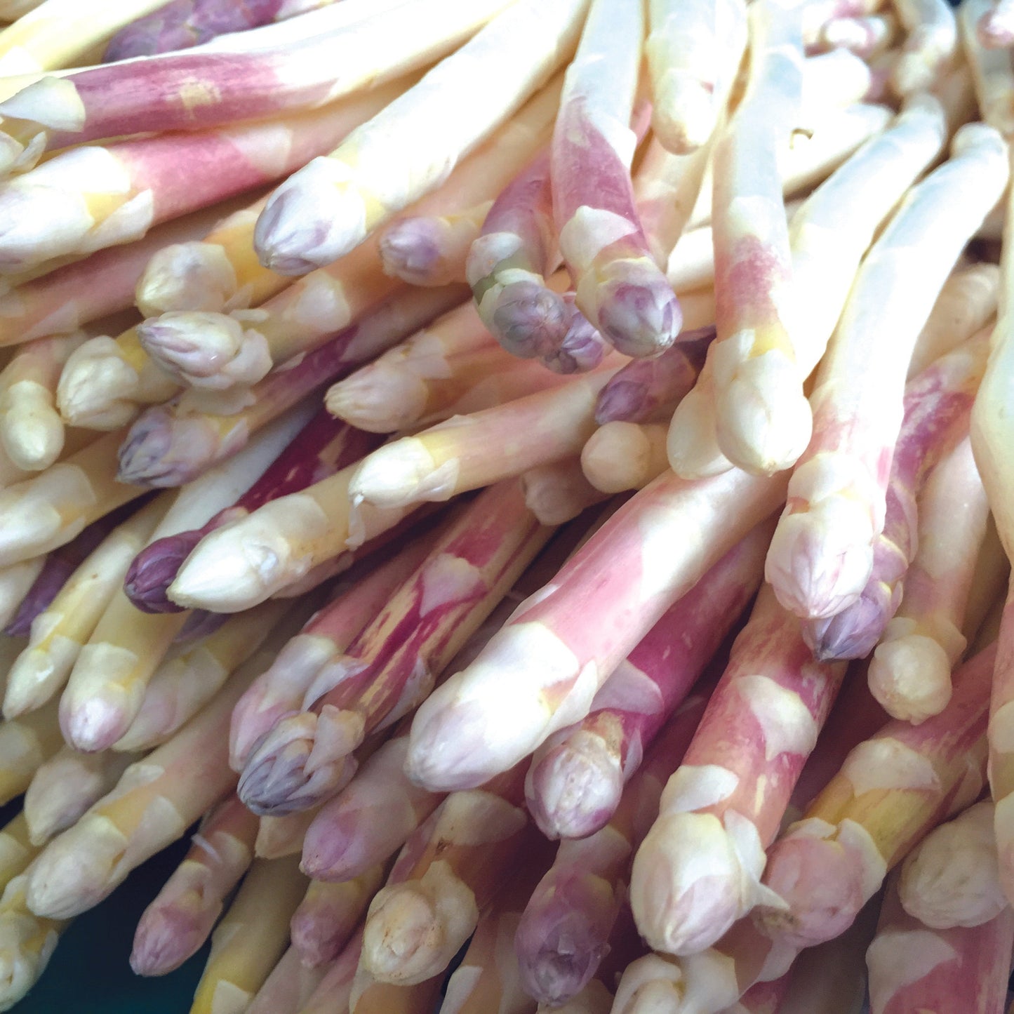 EARLY ARGENTEUIL ASPARAGUS - 10 CLOVES - 2 years