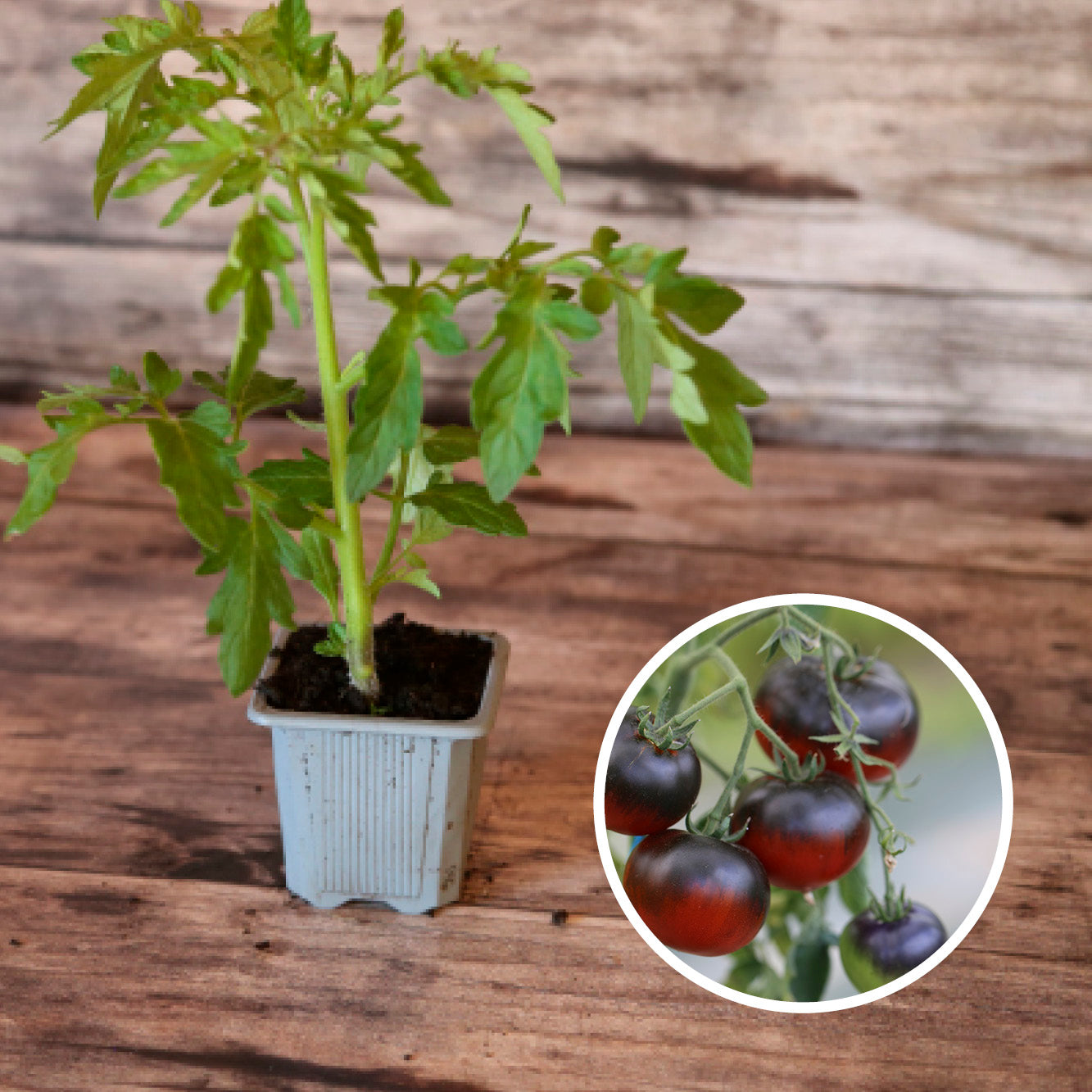 TOMATEN OSU BLAU PFLANZE AB