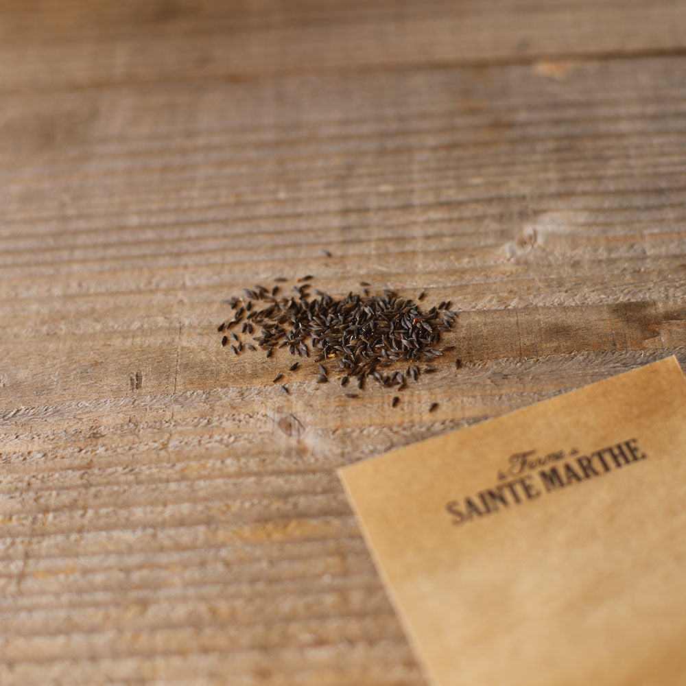 BLACK SEEDED POMMEE LETTUCE AB