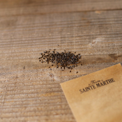 BLACK SEEDED POMMEE LETTUCE AB