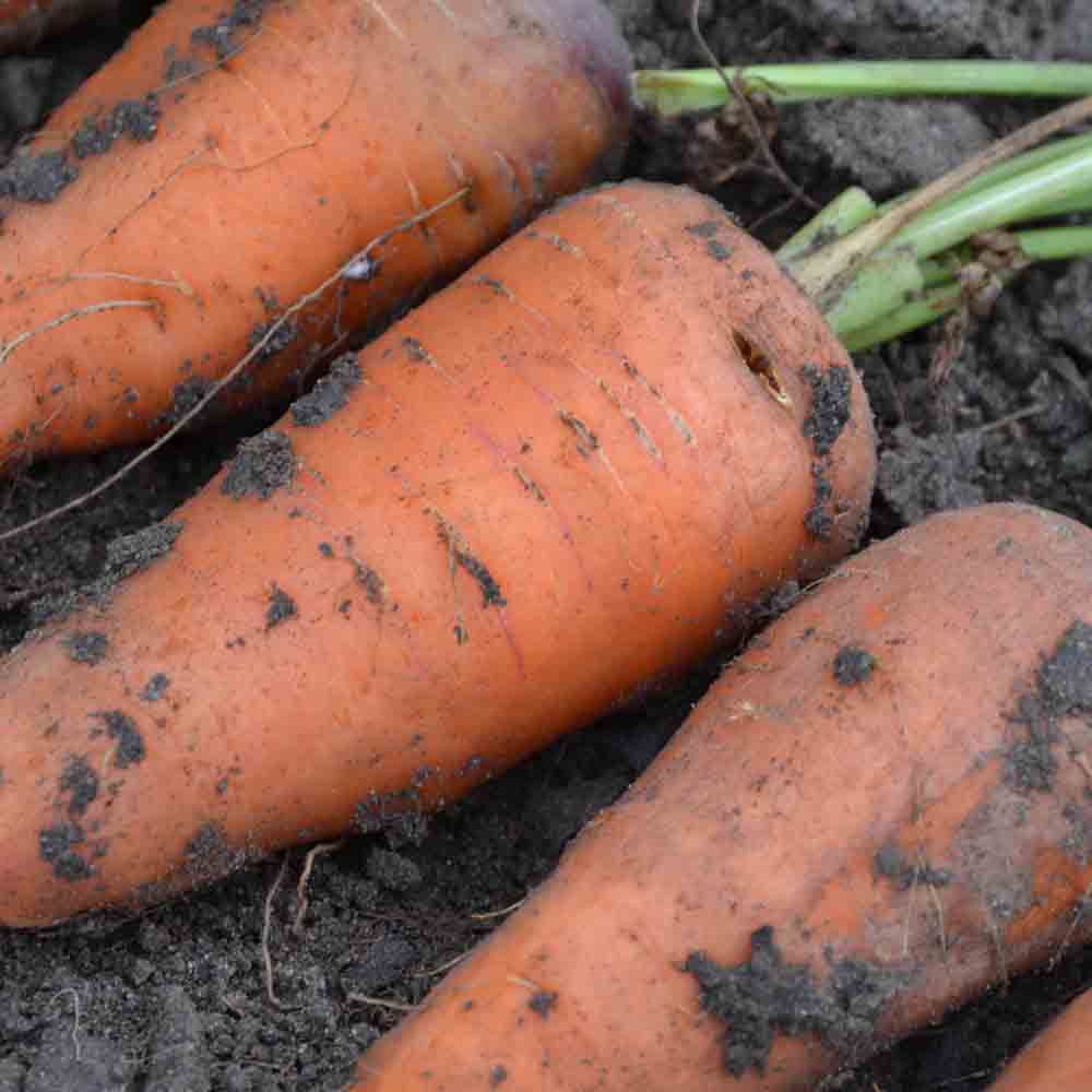 CHANTENAY CARROT WITH RED HEART 2 AB