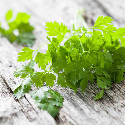 COMMON CHERVIL AB - PLANT