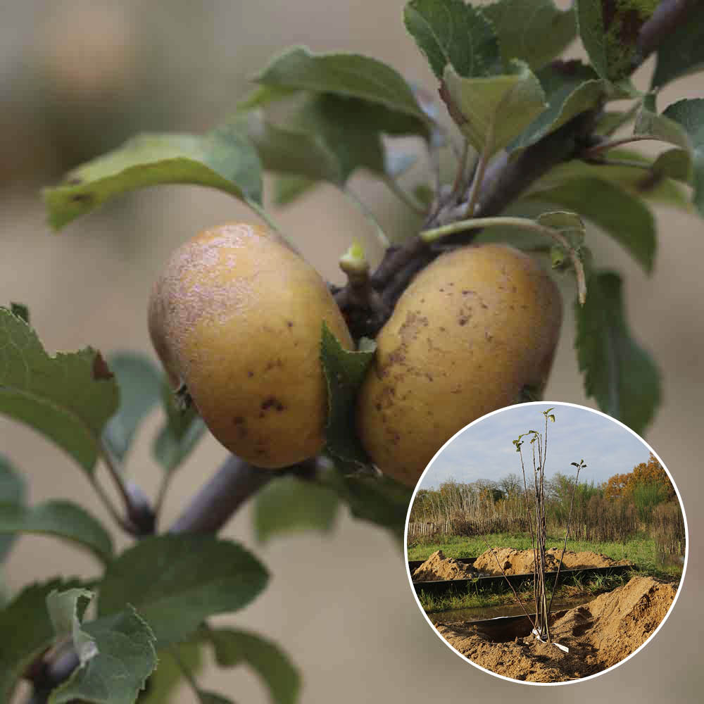 APFELBAUMFENCHEL GRAU AB