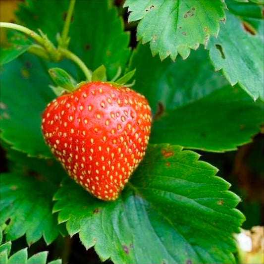 FRAISIER MARA DES BOIS AB - RACINES NUES 