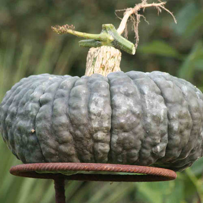 PUMPKIN MARINA DI CHIOGGIA AB