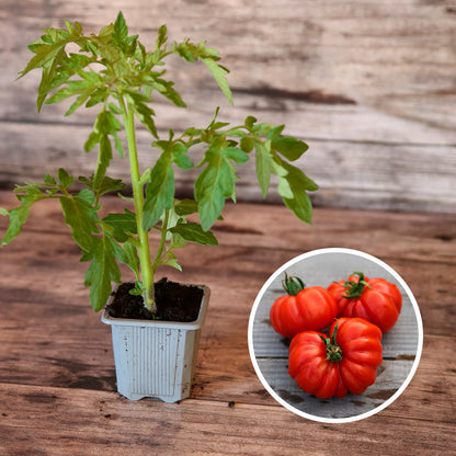 TOMATE COSTOLUO GENOVESE AB - PLANT