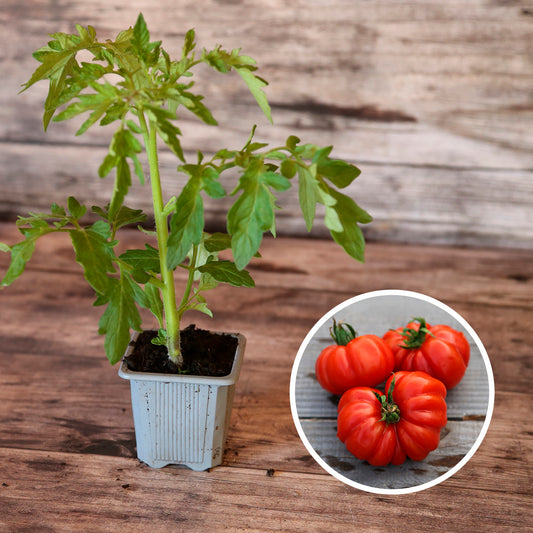 TOMATE COSTOLUO GENOVESE AB - PLANT