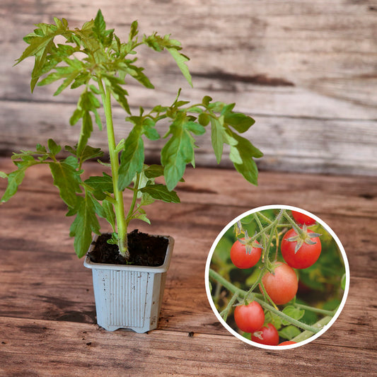 TOMATE DITMARSHER'S SUSPENSION AB - PLANT