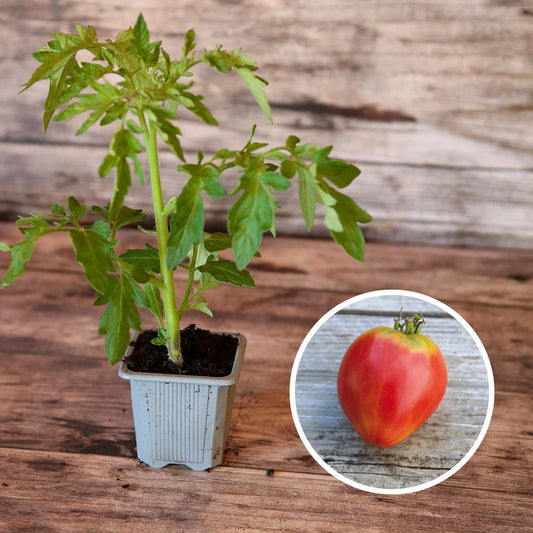 TOMATE GERMAN RED STRAWBERRY AB - PLANT