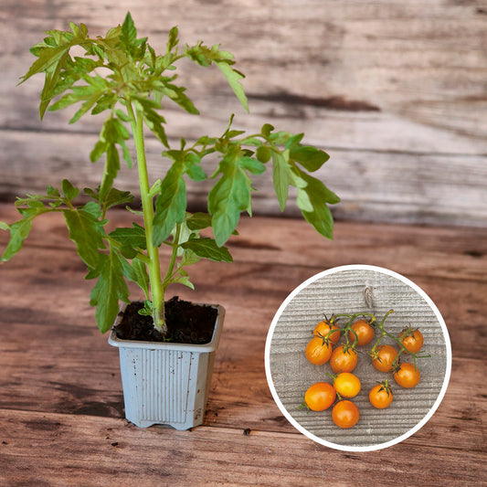 TOMATE GOLD NUGGET AB - PLANT