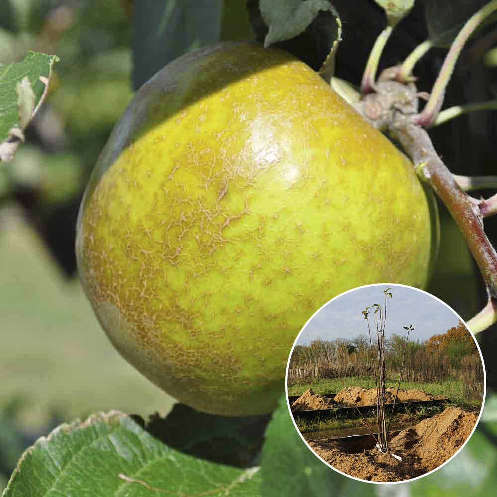 KURZE HÄNGENDE APFELBAUM GRAU AB