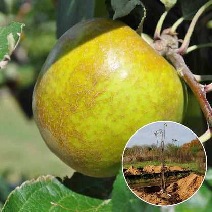 KURZE HÄNGENDE APFELBAUM GRAU AB