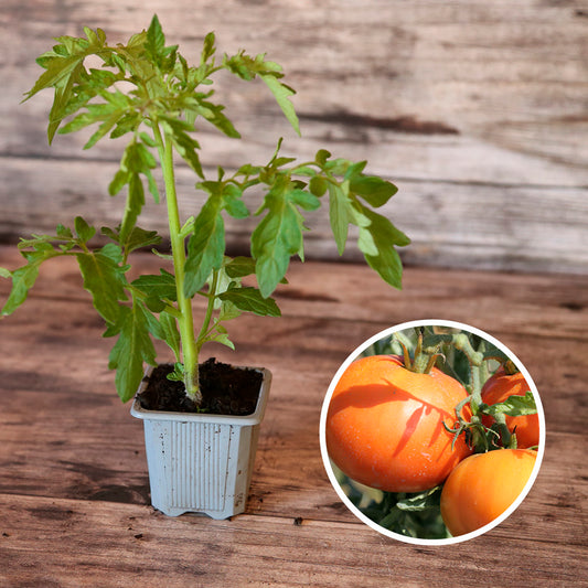 TOMATE LA CAROTINA AB - PLANT