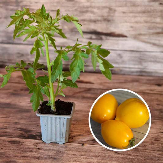 TOMATE LEMON TREE AB - PLANT