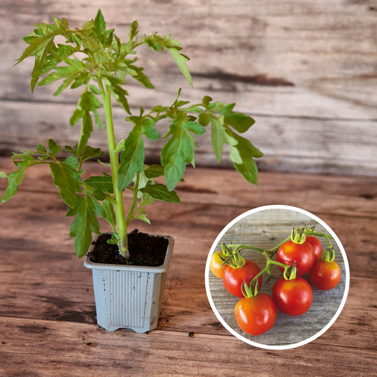 TOMATE MONEYMAKER AB - PLANT