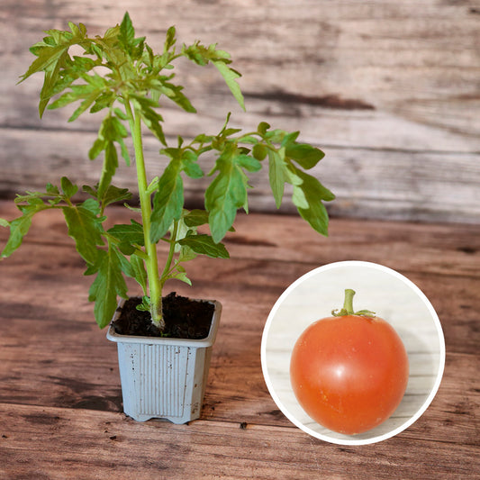 TOMATE POMME ROUGE PLANT AB