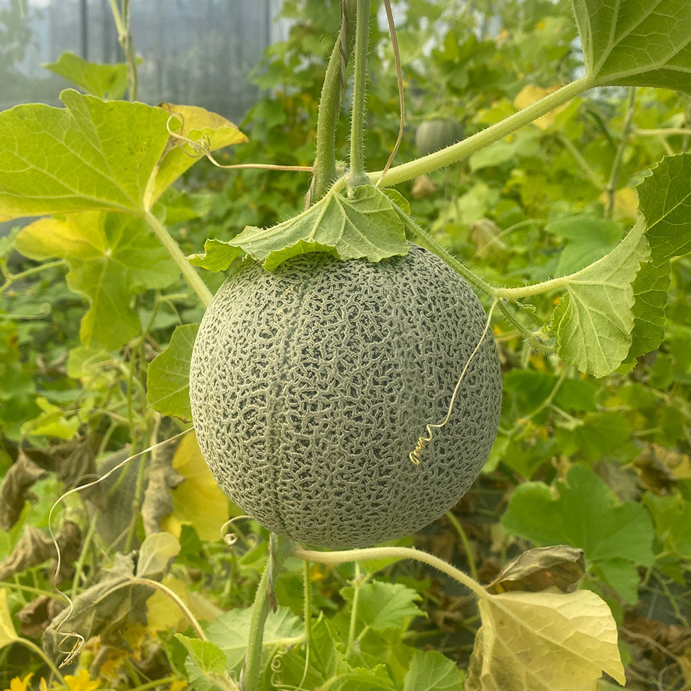 MELON CHILTON AB 