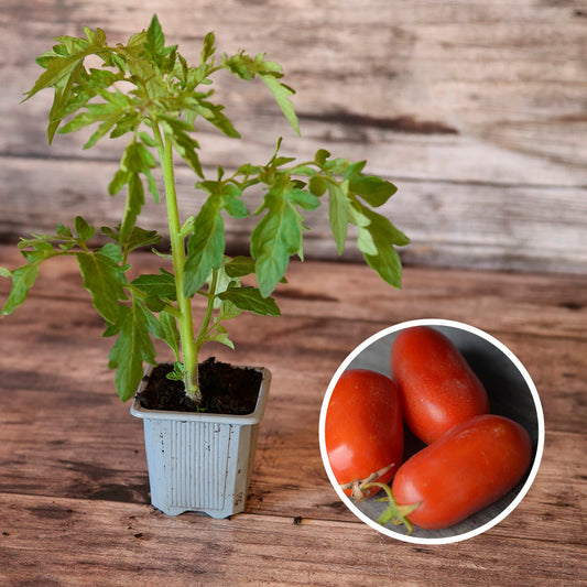 TOMATE ROMA  AB - PLANT