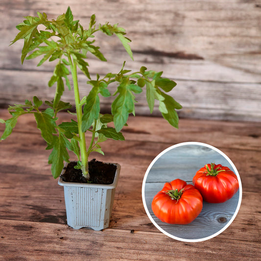 TOMATE RUSSE  AB - PLANT