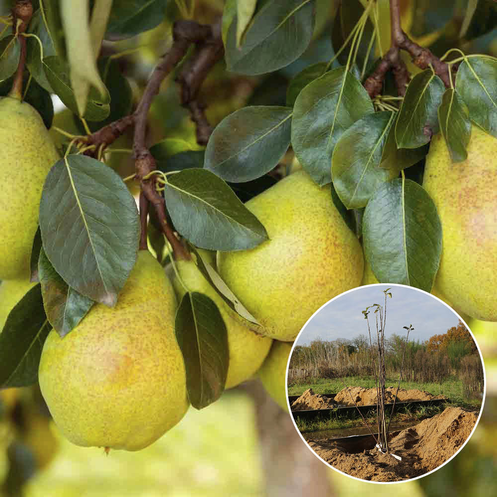 PEAR TREE BUTTER D´ARENBERG AB