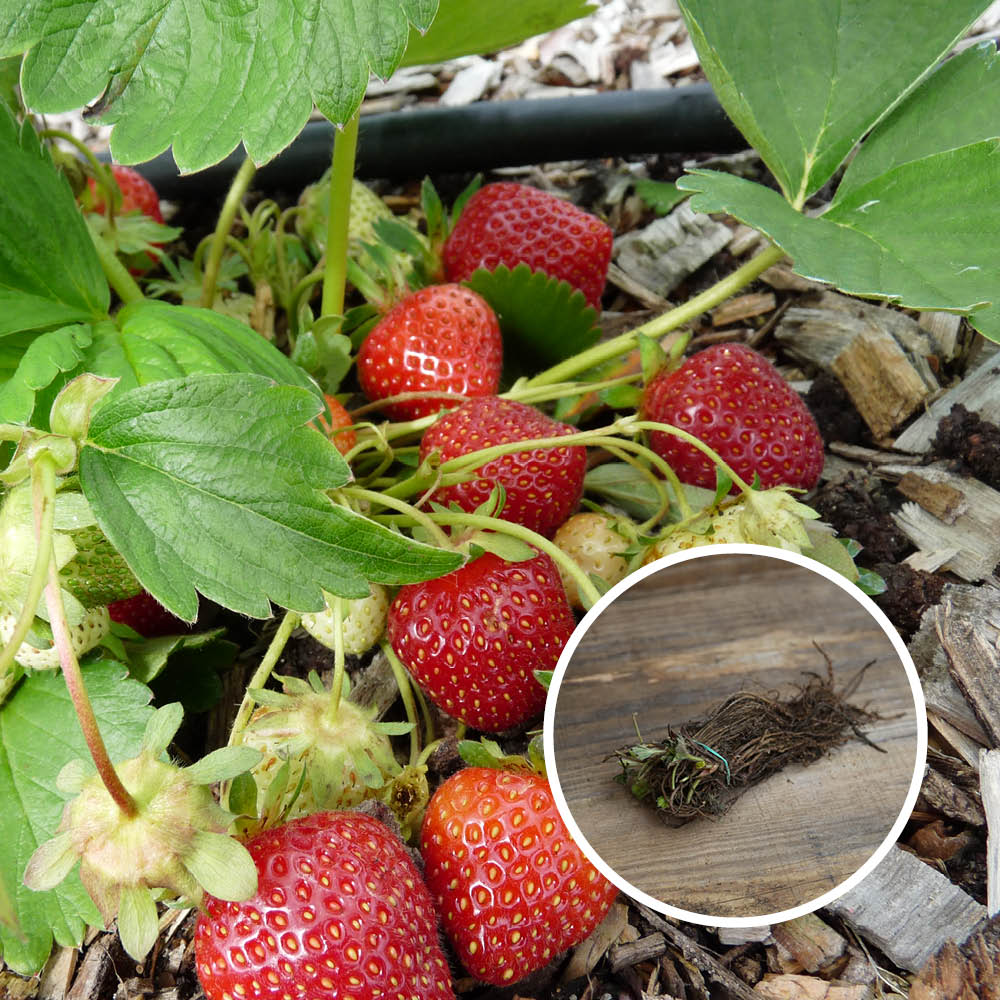 ERDBEERE RUBIS DES JARDINS AB, Partie mit 13 Pflanzen ohne Wurzeln