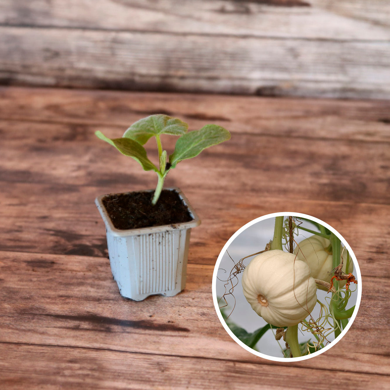 COURGE BABY BOO AB - PLANT 