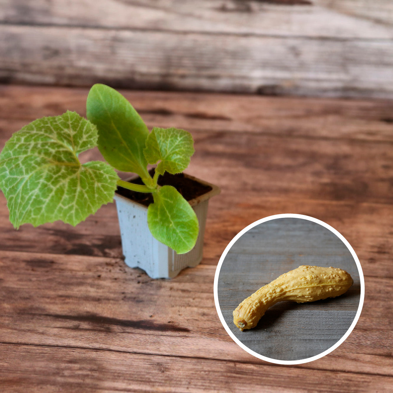 ZUCCHINI POPCORN PLANT AB - PLANT