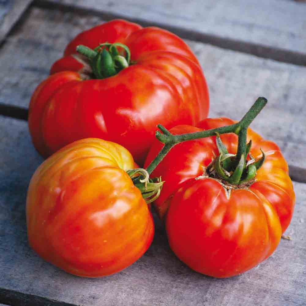 TOMATEN-SAINTE-LUCIE-PFLANZE AB