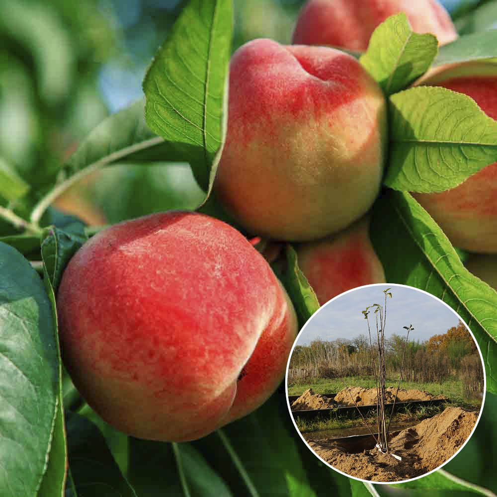 PECHER BELLE DES CROIX ROUGES AB 