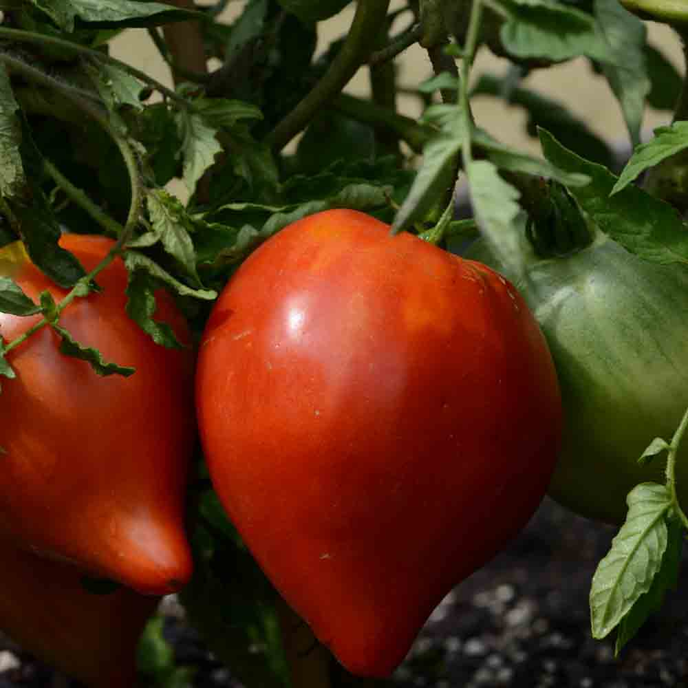 TOMATEN KLEINES RINDFLEISCH HERZ AB