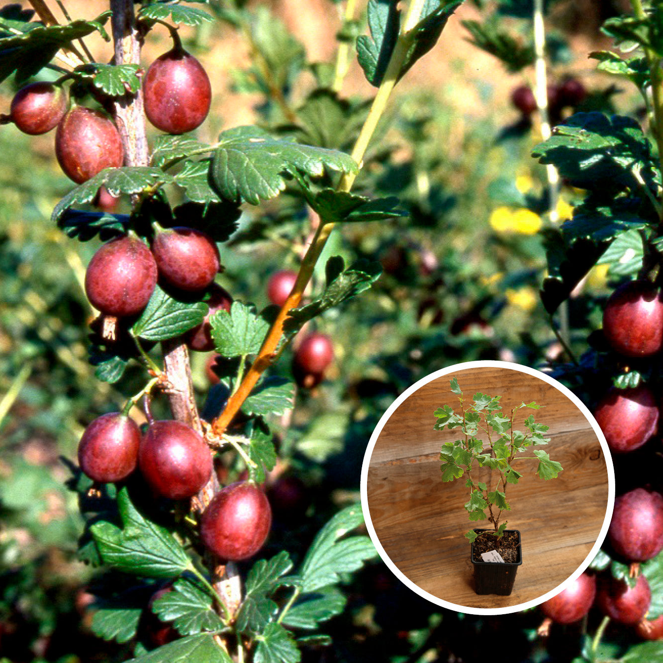 GROSEILLIER À MAQUEREAU FREEDONIA AB - PLANT 