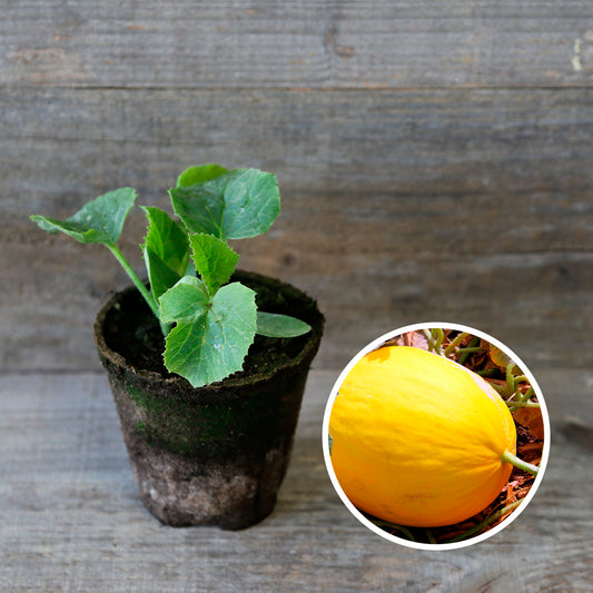 MELON JAUNE DES CANARIS AB - PLANT
