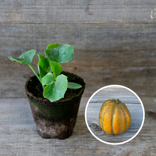 MELON OGEN AB - PLANT