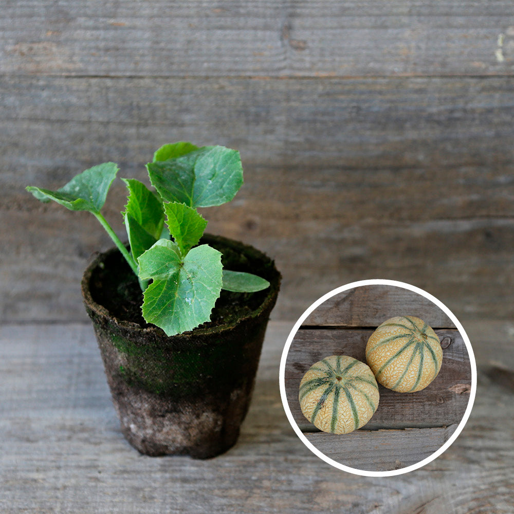 MELON CHARENTAIS AB - PLANT