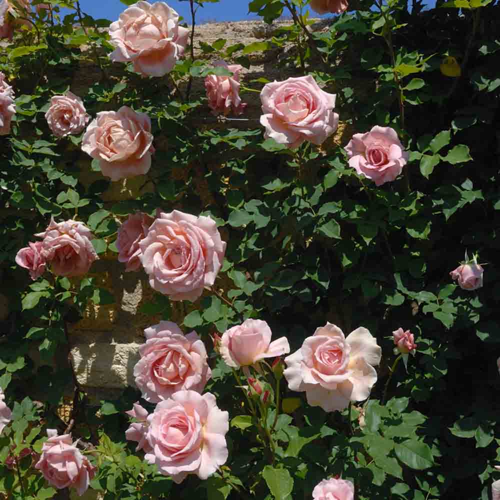 TIFFANY ROSE - LARGE FLOWERS
