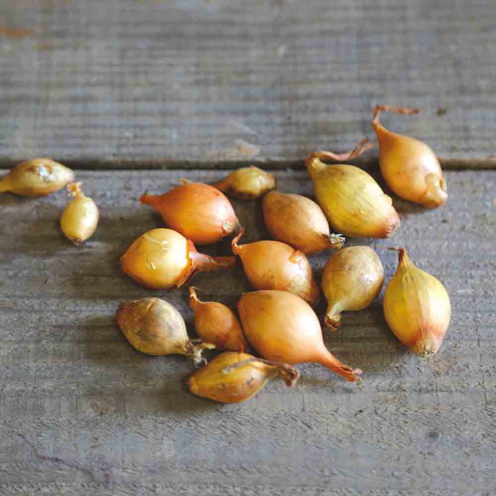 YELLOW ONION STURON NT (bulbils)