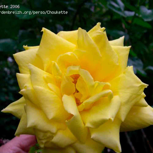 GOLDEN SHOWERS ROSE - CLIMBING