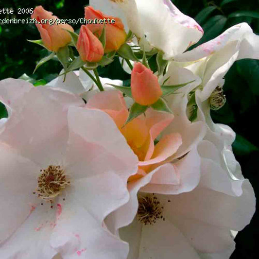 SALLY HOLMES OLD ROSE BUSH – KLETTERN