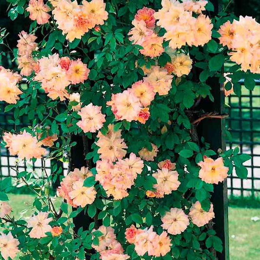 OLD PHYLLIS BIDE ROSE - CLIMBING