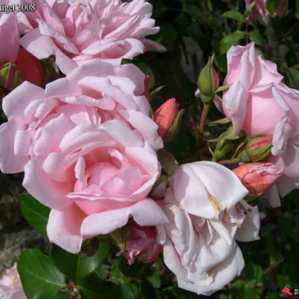 NEW DAWN ROSE - OLD