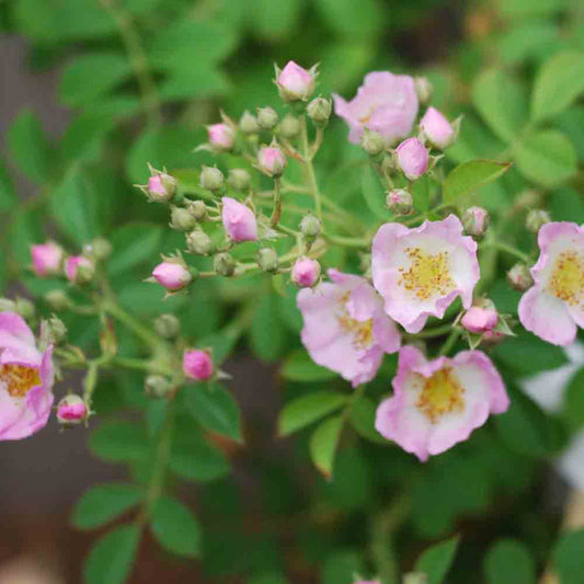 OLD KEW RAMBLER ROSE - CLIMBING