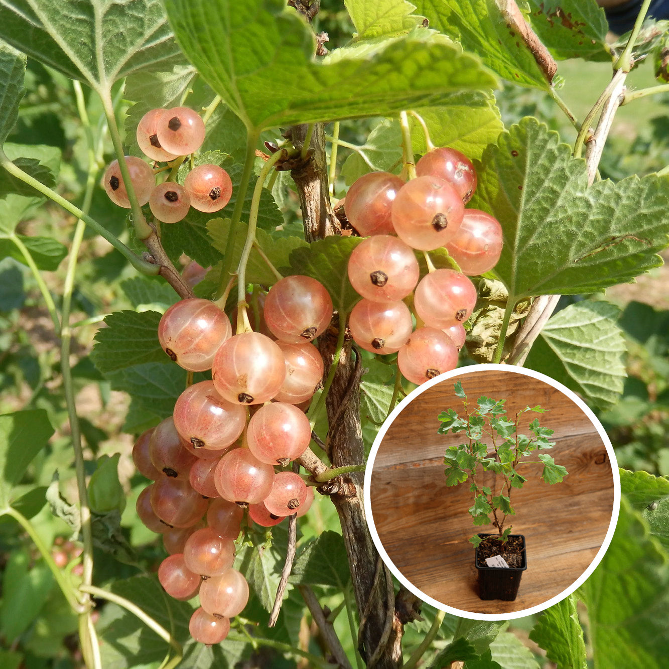 GROSEILLIER GLOIRE DES SABLONS AB - PLANT 