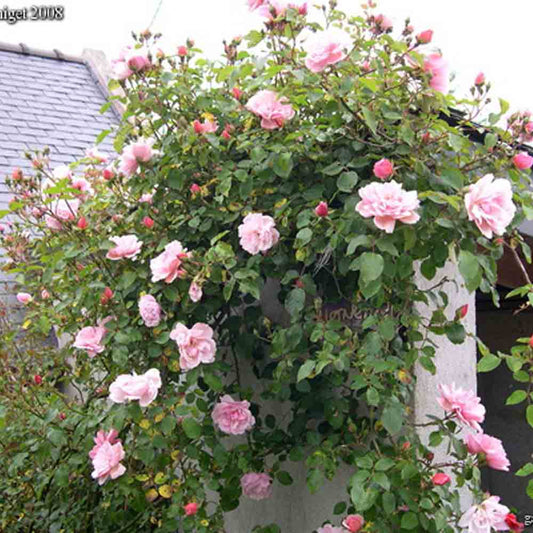 OLD ALBERTINE ROSE - CLIMBING