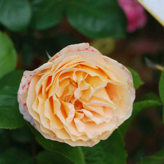 BATACLAN® ROSE - RETRO