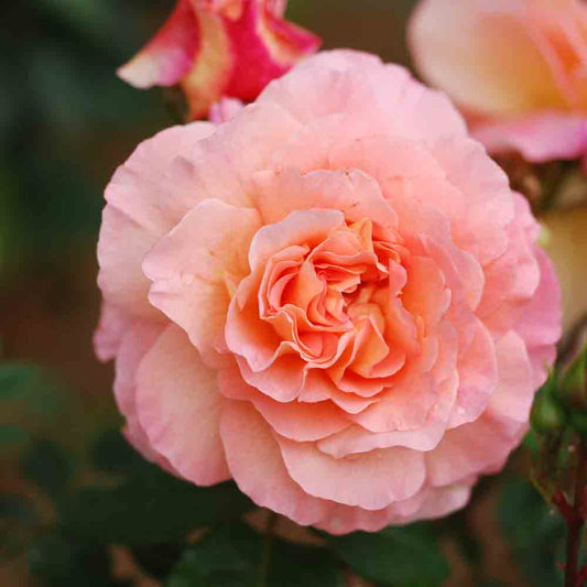 FOX TROT® ROSE - RETRO