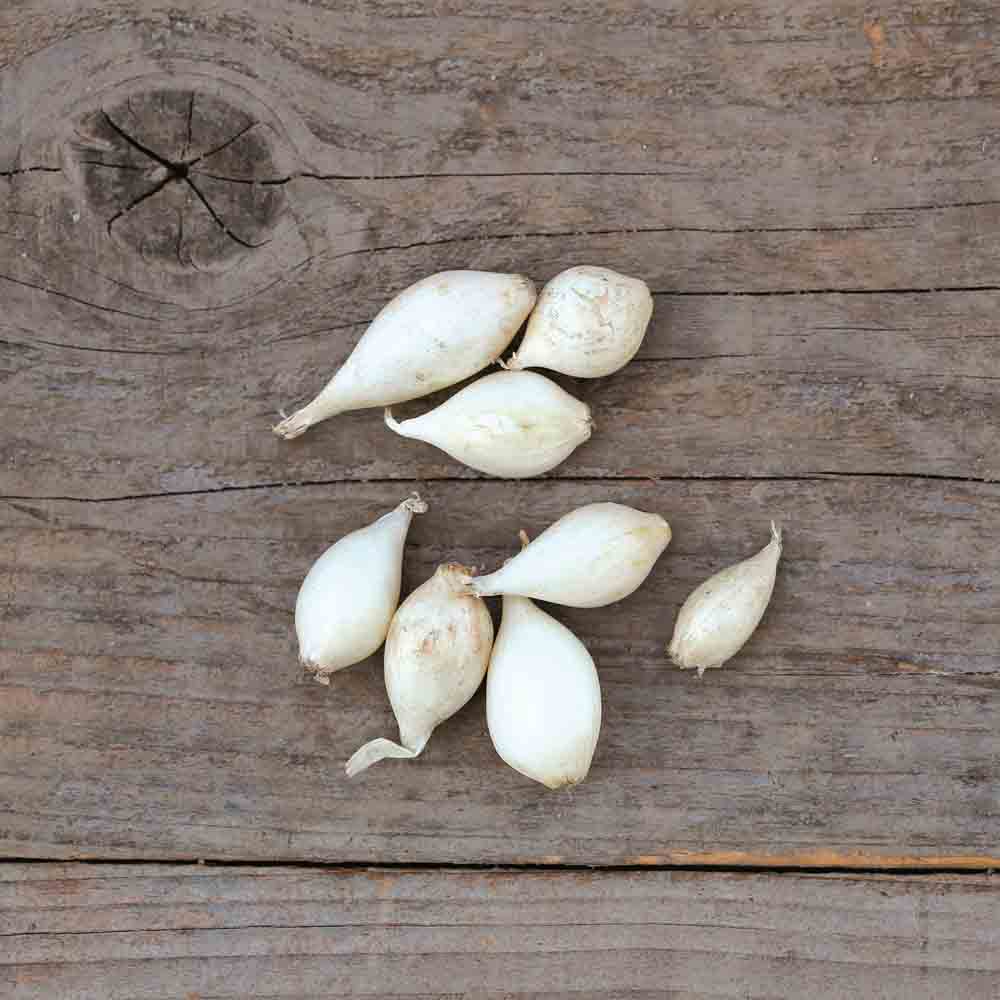 WHITE ONION SNOWBALL NT (bulbils)