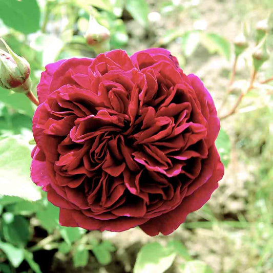 CHINA NIGHT ROSE® - RETRO