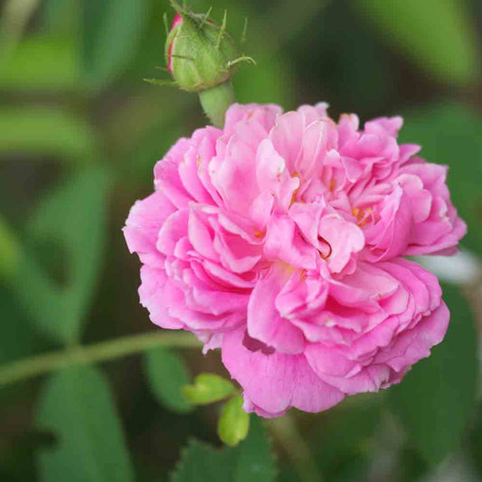 ROSA ROSENSTUCH DES MALERS - ALT
