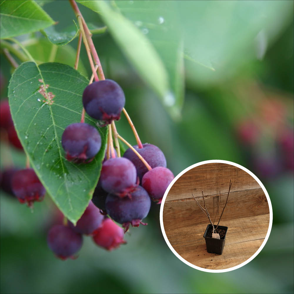 SAMELANCHIER MIT ERLENBLÄTTER AB - PFLANZE