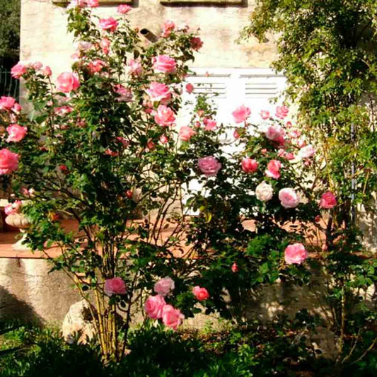 DIANE DE POITIERS ROSE - LARGE FLOWERS